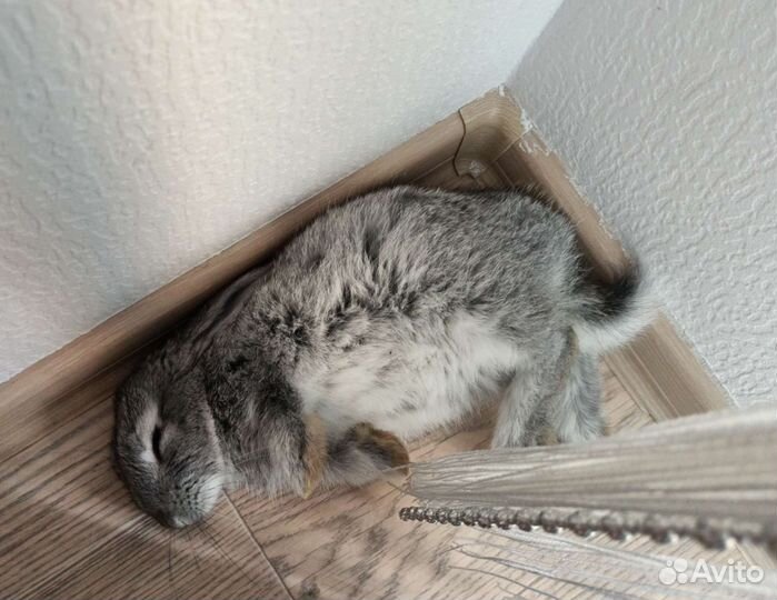 Советская шиншилла