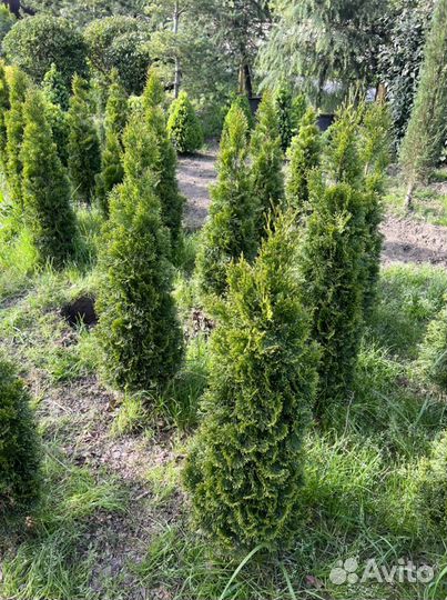 Туя смарагд