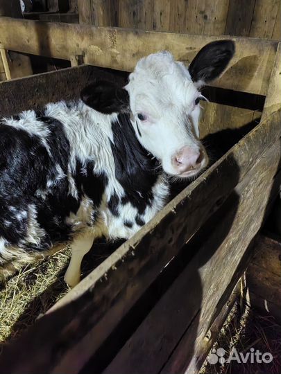Теленок бычок 1.5 месяца