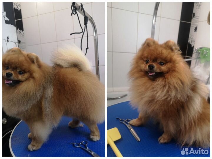 Груминг для шпица