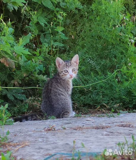 Котята в дар бесплатно