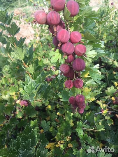 Саженцы крыжовника