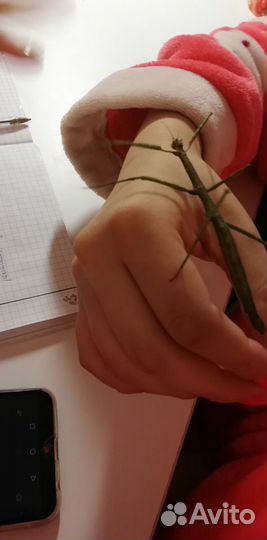 Аннамский палочник