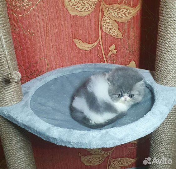 Комочек счастья