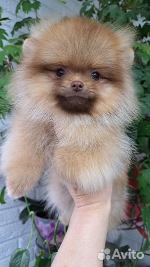 Померанский шпиц