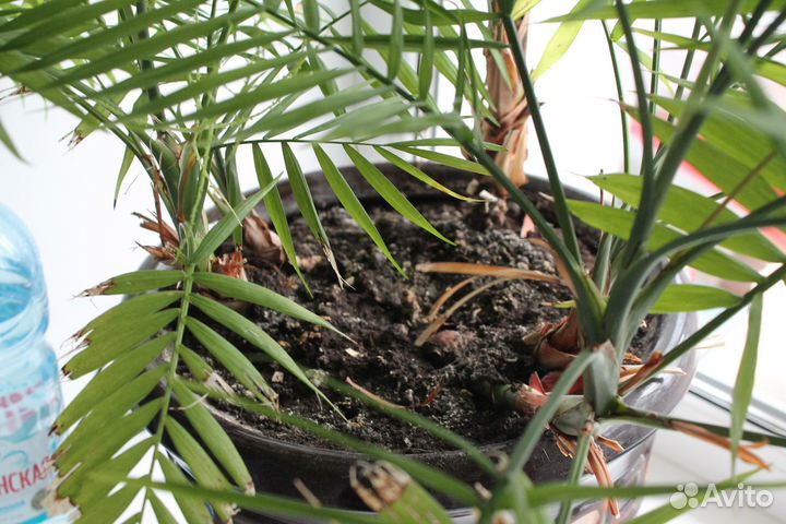 Пальма в большом красивом глиняном горшке