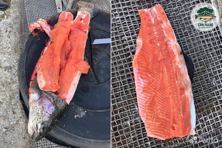 Свежая Форель охлажденная потрошеная Опт от 600кг