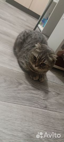 Вислоухая кошка