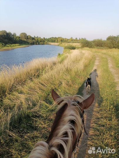 Катание на лошади, конные прогулки