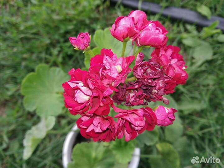 Цветы: гиппеаструм, фиалки, герань, декабрист ит.д