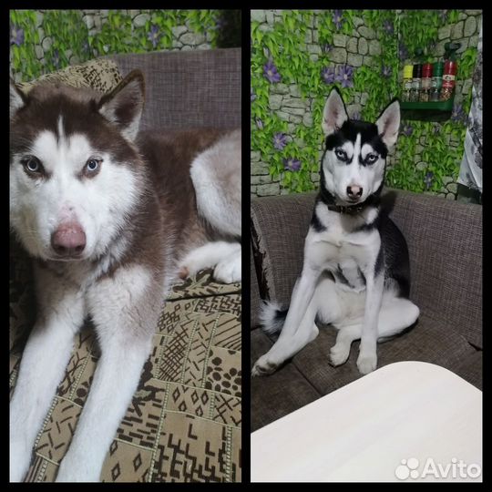 Щенки хаски