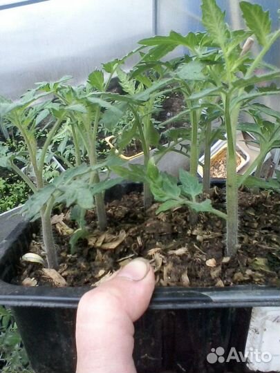 Рассада томатов