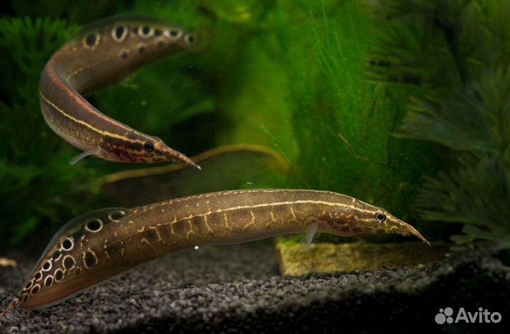 Макрогнатус глазастый Аквариумные рыбки в ассорти