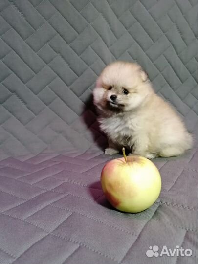 Малыши шпиц