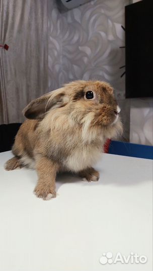 Декоративные кролики вязка