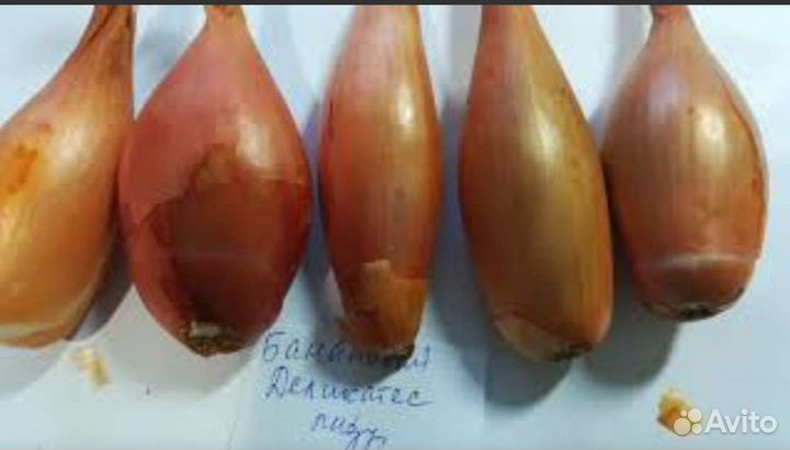 Шалот лук шалот