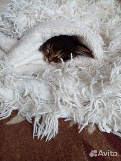 Кошечка ищет дом