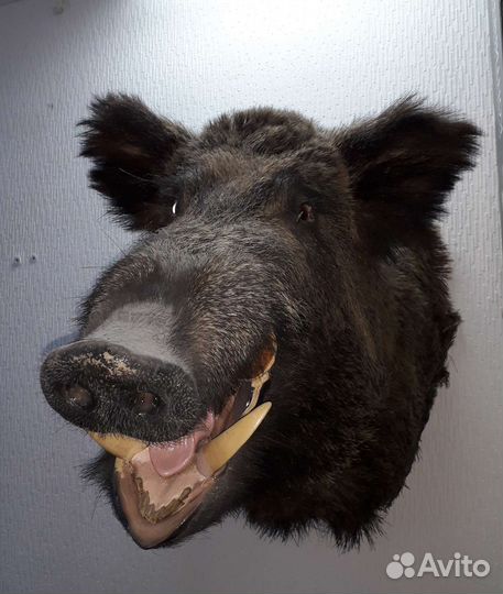 Чучело головы очень крупные