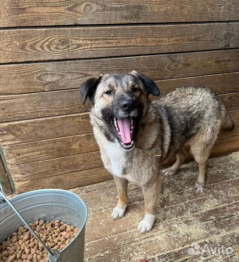 Собака в добрые руки, Мира