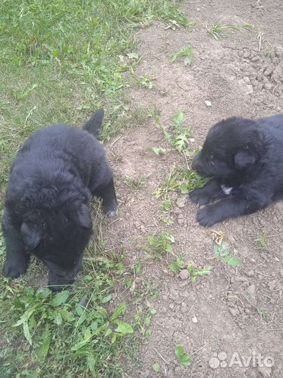 Щенки немецкой овчарки