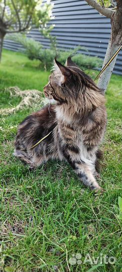 Вязка Кот Мейн кун с родословной