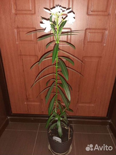 Олеандр белый