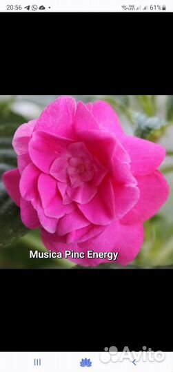 Нет пока в продаже. Бальзамины махровые, Фуксии