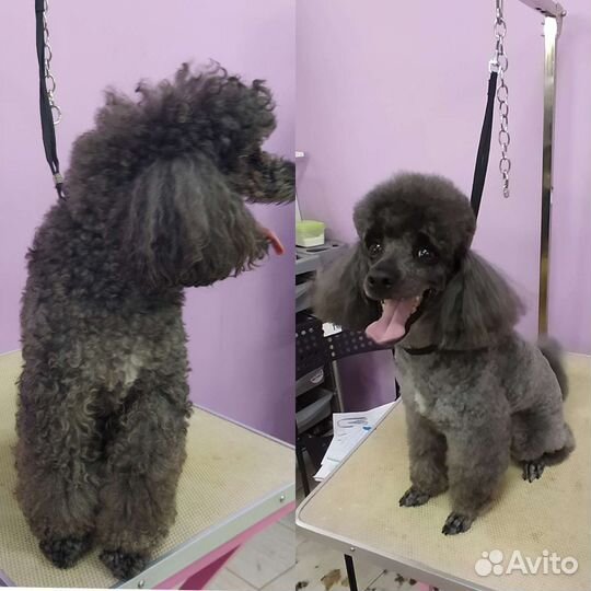 Стрижка собак и кошек / груминг/ищу грумера