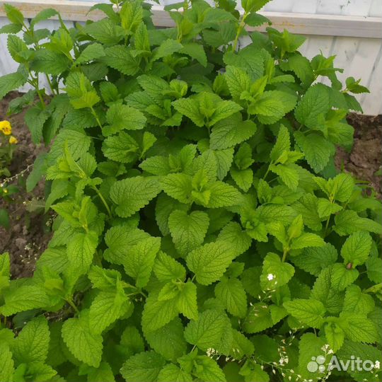 Мелисса Тимьян Мята