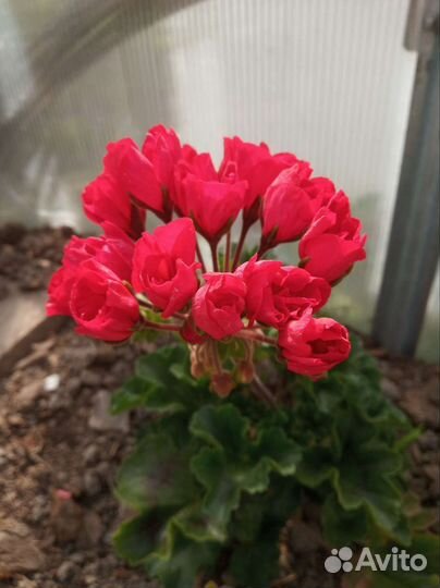 Герань тюльпановидная