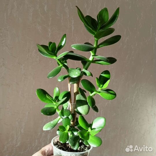 Толстянка или денежное дерево