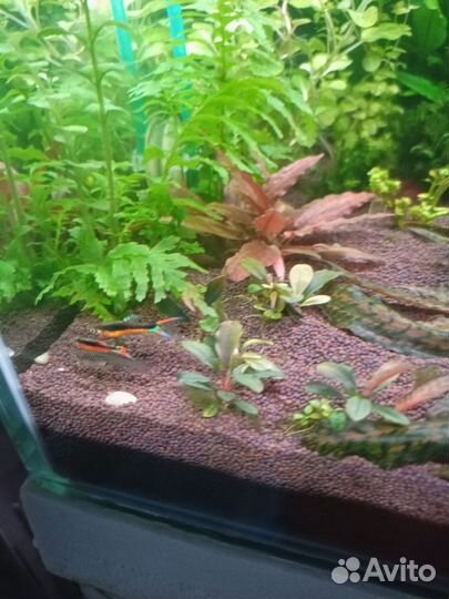 Гуппи эндлера кровавое сердце