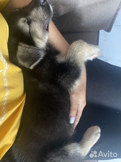 Щенок ищет дом