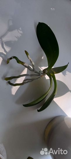 Орхидея фаленопсис