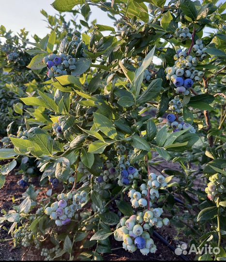 Рассада голубики саженцы Голубики