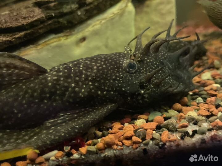 Сомики анциструсы