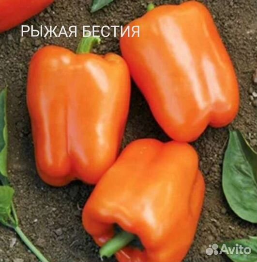 Семена сладкого перца. Коллекционные сорта