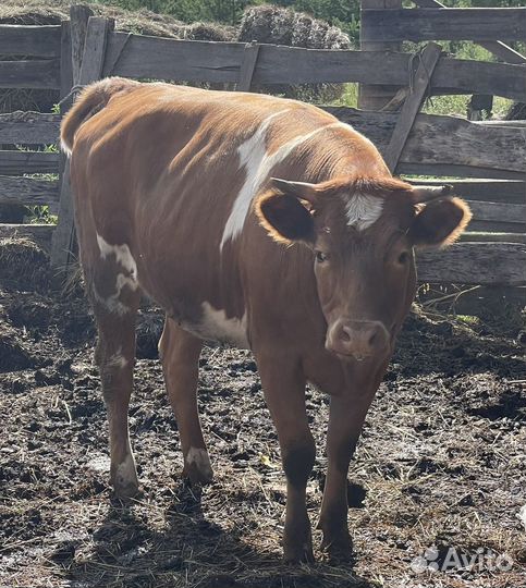 Продается телка
