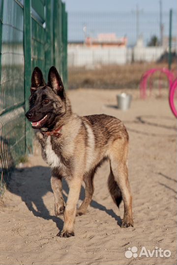 Собака Астра