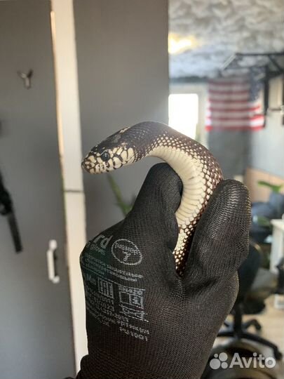 Калифорнийская змея