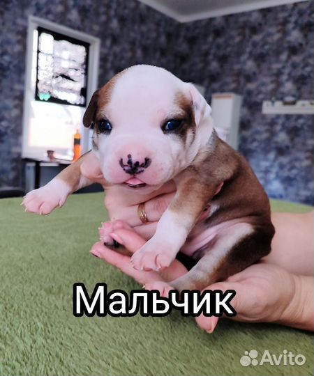 Щенки Американского стаффорда