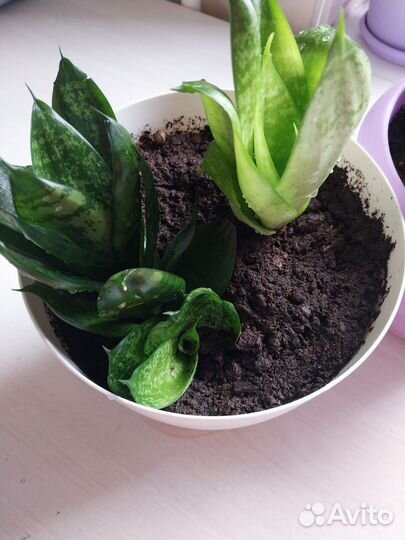 Сансевиерия коротколистная