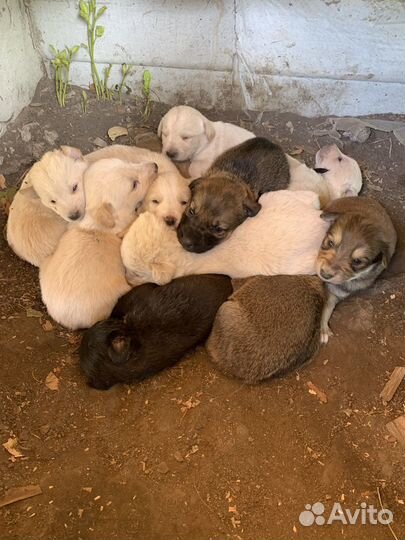 Щенки в добрые руки