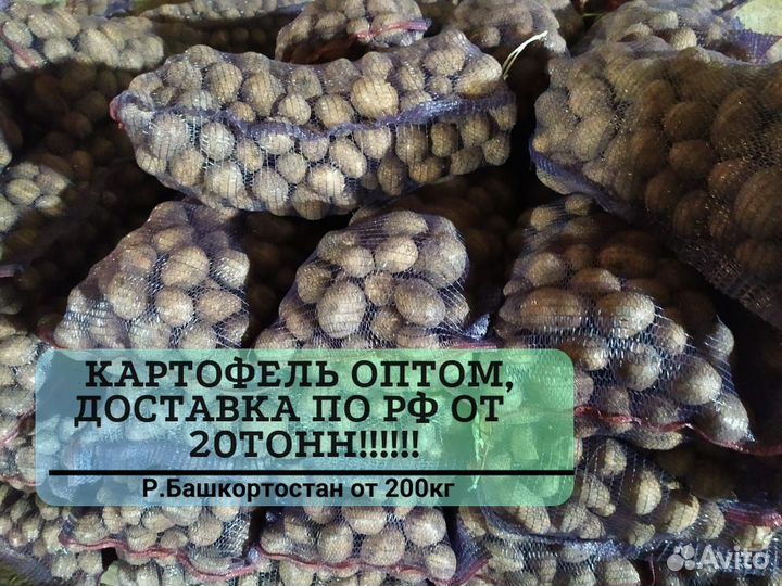Картофель оптом от 20 тонн