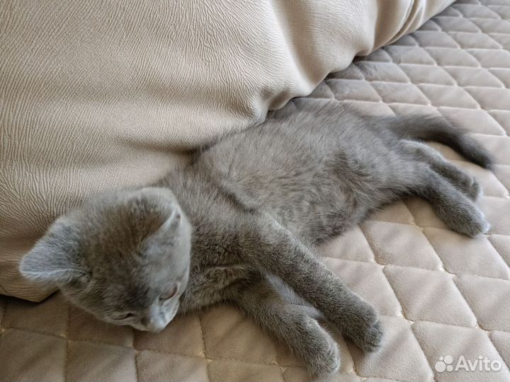 Британка кошка