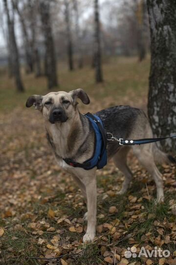 Собачка Лана ищет дом