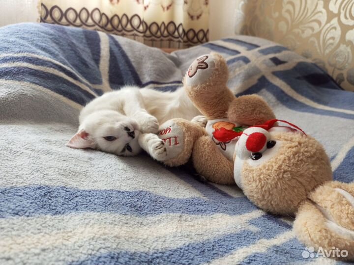 Отдам кошку в добрые руки