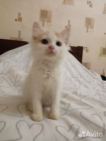 Кошка в дар