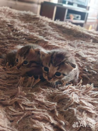 Вислоухие котята бесплатно