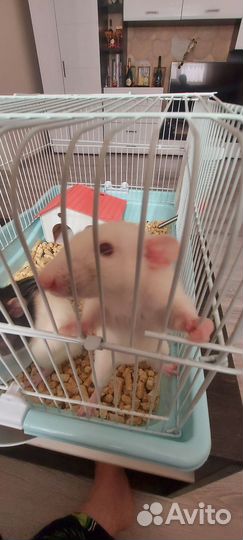 Крыса дамбо